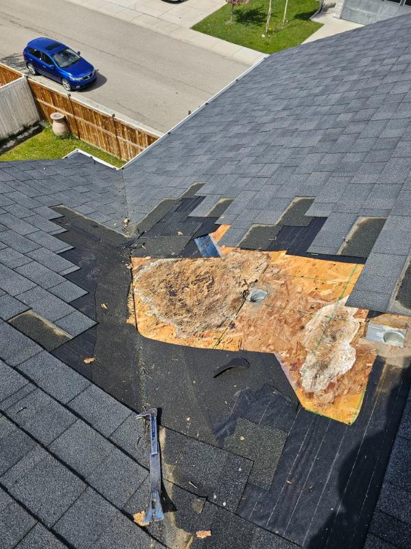 Roofer in Calgary repairing a roof by removing shingles to a closed valley model and repairing water damaged roof OSB